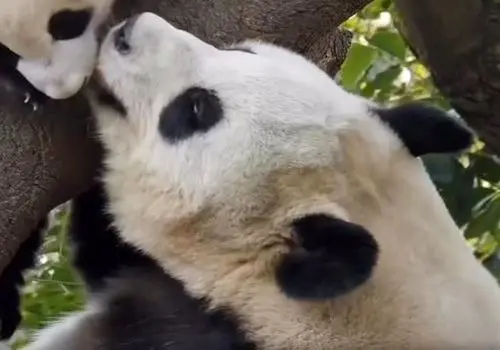 شگفتی‌های طبیعت در قاب تصویر؛ از شامپانزه خندان تا درخت رنگین‌کمان+ عکس