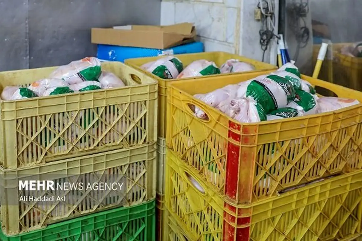 توزیع گوشت مرغ تنظیم بازار آغاز شد