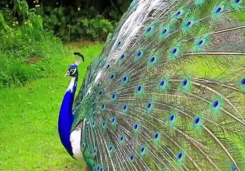 رازهای پر زرق و برق: نگاهی عمیق به زندگی خصوصی طاووس‌ها!