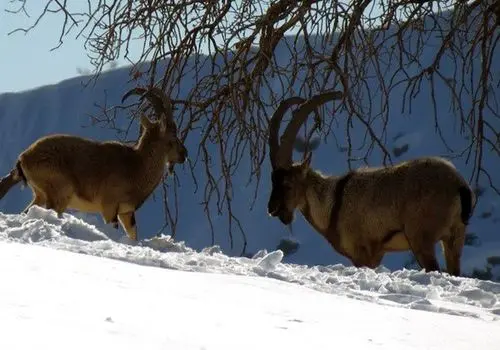 فکت جالب درخصوص رانندگان تاکسی