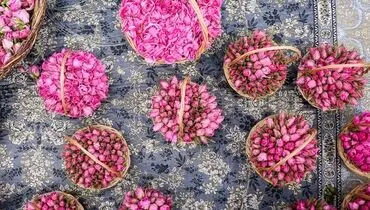 رویداد کهن گلاب گیری، میمند فارس