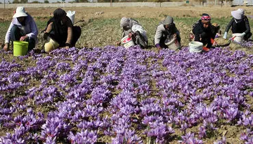 میراث ملی ایران به دستان افغانستان به تاراج رفت