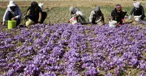 میراث ملی ایران به دستان افغانستان به تاراج رفت