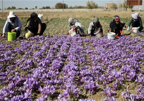 معجزه اعجاب انگیز زعفران بر دستگاه گوارش 