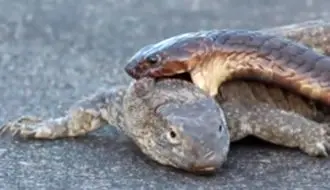 تلاش عجیب مار کبرا برای شکار بزمجه در برابر چشم رهگذران + فیلم