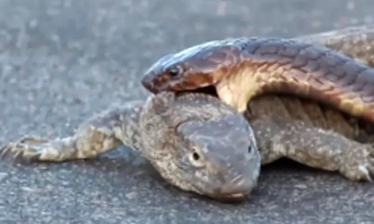 تلاش عجیب مار کبرا برای شکار بزمجه در برابر چشم رهگذران + فیلم