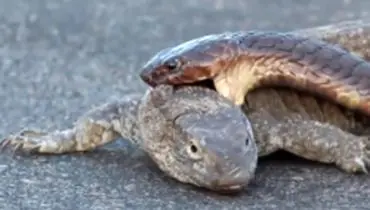 تلاش عجیب مار کبرا برای شکار بزمجه در برابر چشم رهگذران + فیلم