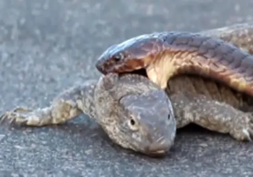 تلاش عجیب مار کبرا برای شکار بزمجه در برابر چشم رهگذران + فیلم