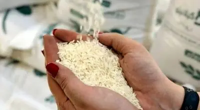 نوسان دوباره قیمت برنج هندی و پاکستانی در مهر ۱۴۰۴


