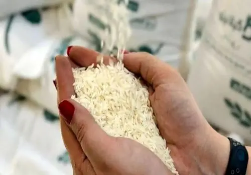 نوسان دوباره قیمت برنج هندی و پاکستانی در مهر ۱۴۰۴

