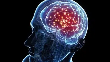 این غذاها عملکرد مغز را مختل می‌کنند