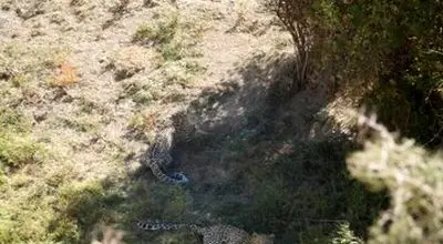 مشاهده دو قلاده پلنگ در اطراف تهران