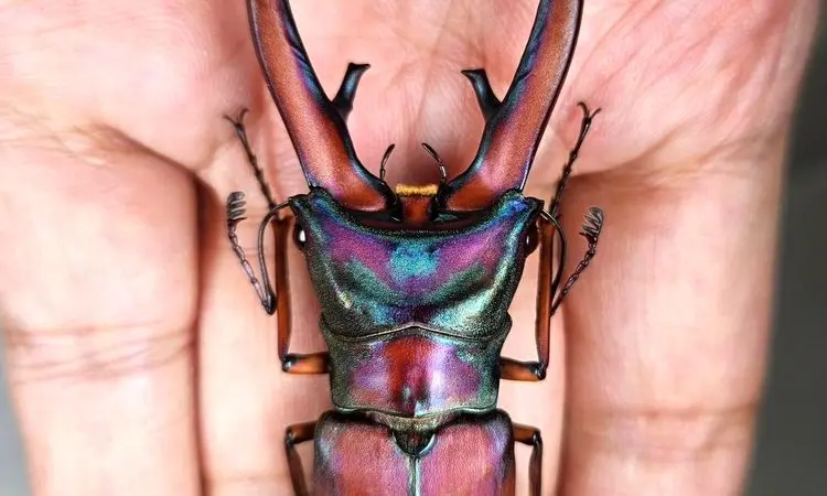 نمای متفات از یک سوسک شگفت‌انگیز + فیلم
