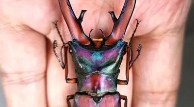 نمای متفات از یک سوسک شگفت‌انگیز + فیلم
