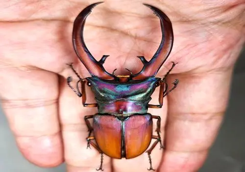 نمای متفات از یک سوسک شگفت‌انگیز + فیلم
