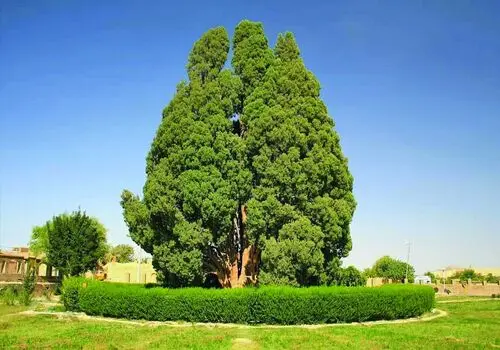 تصویر متفاوت مهسا کامیابی، در طبیعت سوژه شد
