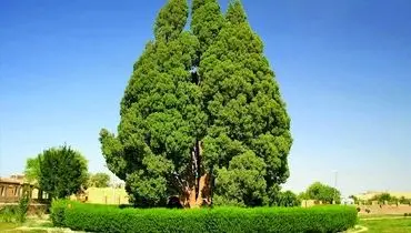 سرو ابرکوه ۴ هزارساله؛ نماد کهنسالی طبیعت ایران فراتر از عمر ۲۵۰ ساله آمریکا