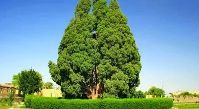 سرو ابرکوه ۴ هزارساله؛ نماد کهنسالی طبیعت ایران فراتر از عمر ۲۵۰ ساله آمریکا