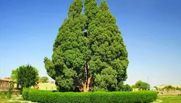 سرو ابرکوه ۴ هزارساله؛ نماد کهنسالی طبیعت ایران فراتر از عمر ۲۵۰ ساله آمریکا