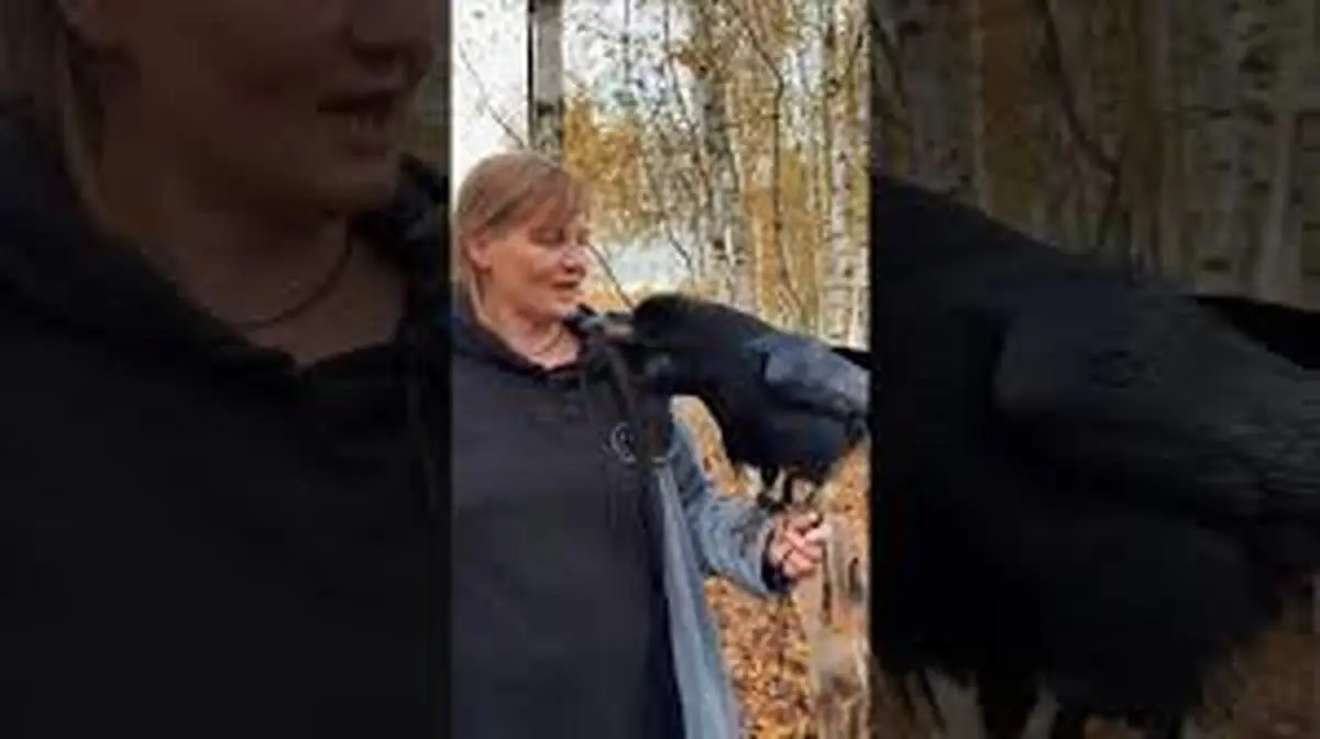 تقلید صدا و حرف زدن ترسناک کلاغ روس! + ویدئو