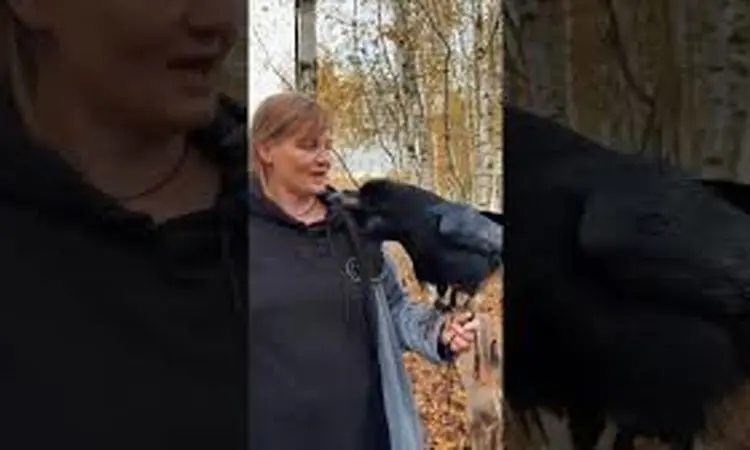 تقلید صدا و حرف زدن ترسناک کلاغ روس! + ویدئو
