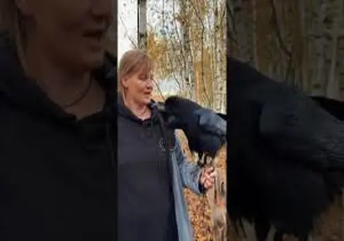 تقلید صدا و حرف زدن ترسناک کلاغ روس! + ویدئو
