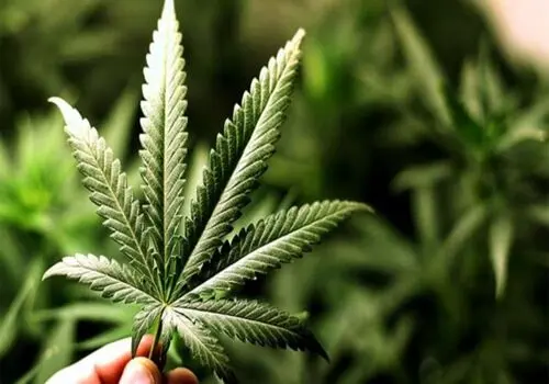 جنون ایستگاه پایانی مصرف گل