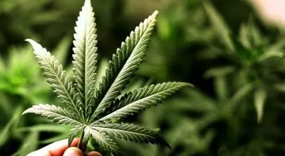 هشدار؛ افزایش مصرف گل در بین دانش آموزان