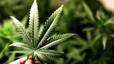 هشدار؛ افزایش مصرف گل در بین دانش آموزان