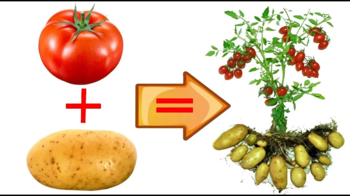 پیوند عجیب و باورنکردنی سیب زمینی و گوجه فرنگی!+ فیلم