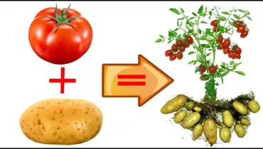 پیوند عجیب و باورنکردنی سیب زمینی و گوجه فرنگی!+ فیلم