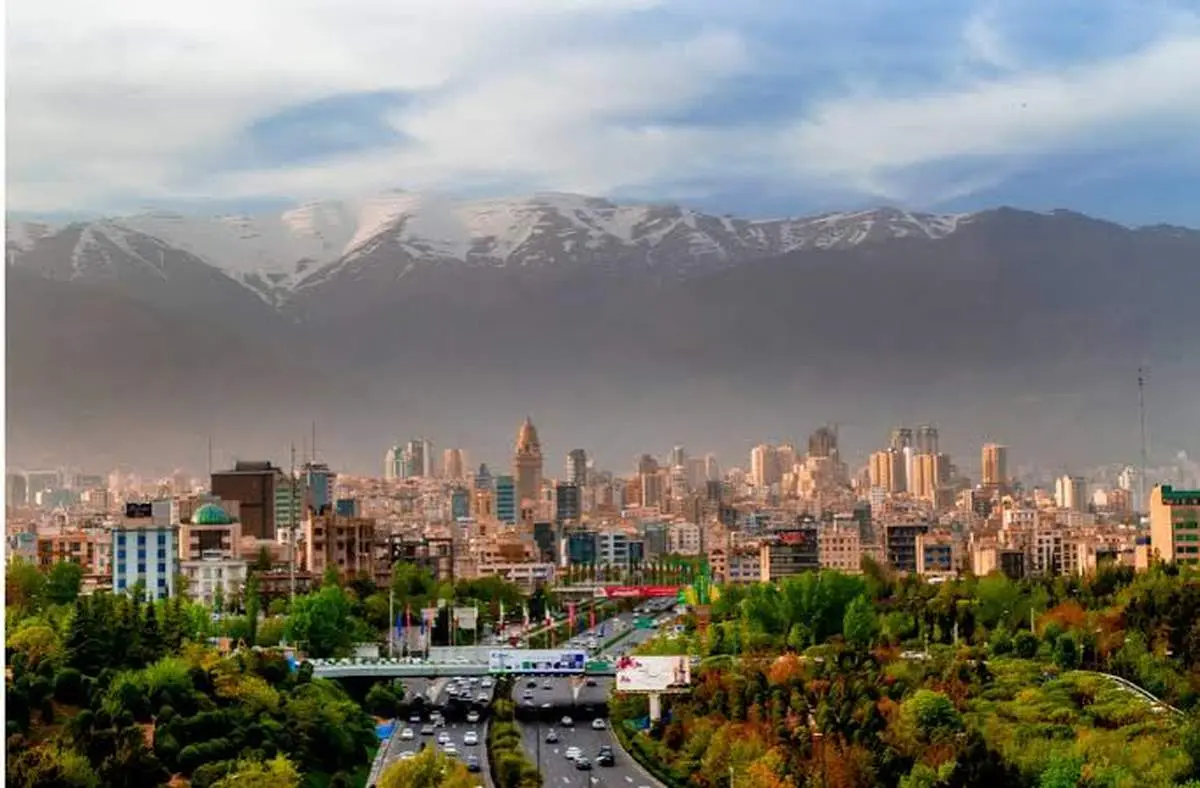 نباید در تهران کاج می‌کاشتیم!/ یک تصمیم اشتباه برای اکوسیستم پایتخت