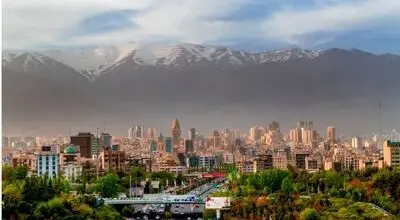 نباید در تهران کاج می‌کاشتیم!/ یک تصمیم اشتباه برای اکوسیستم پایتخت