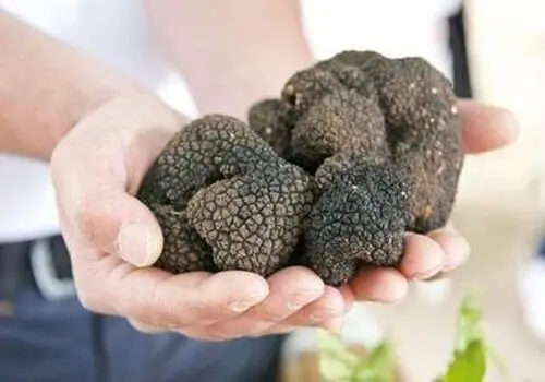 طرز تهیه انواع غذاهای خوشمزه و ساده با قارچ