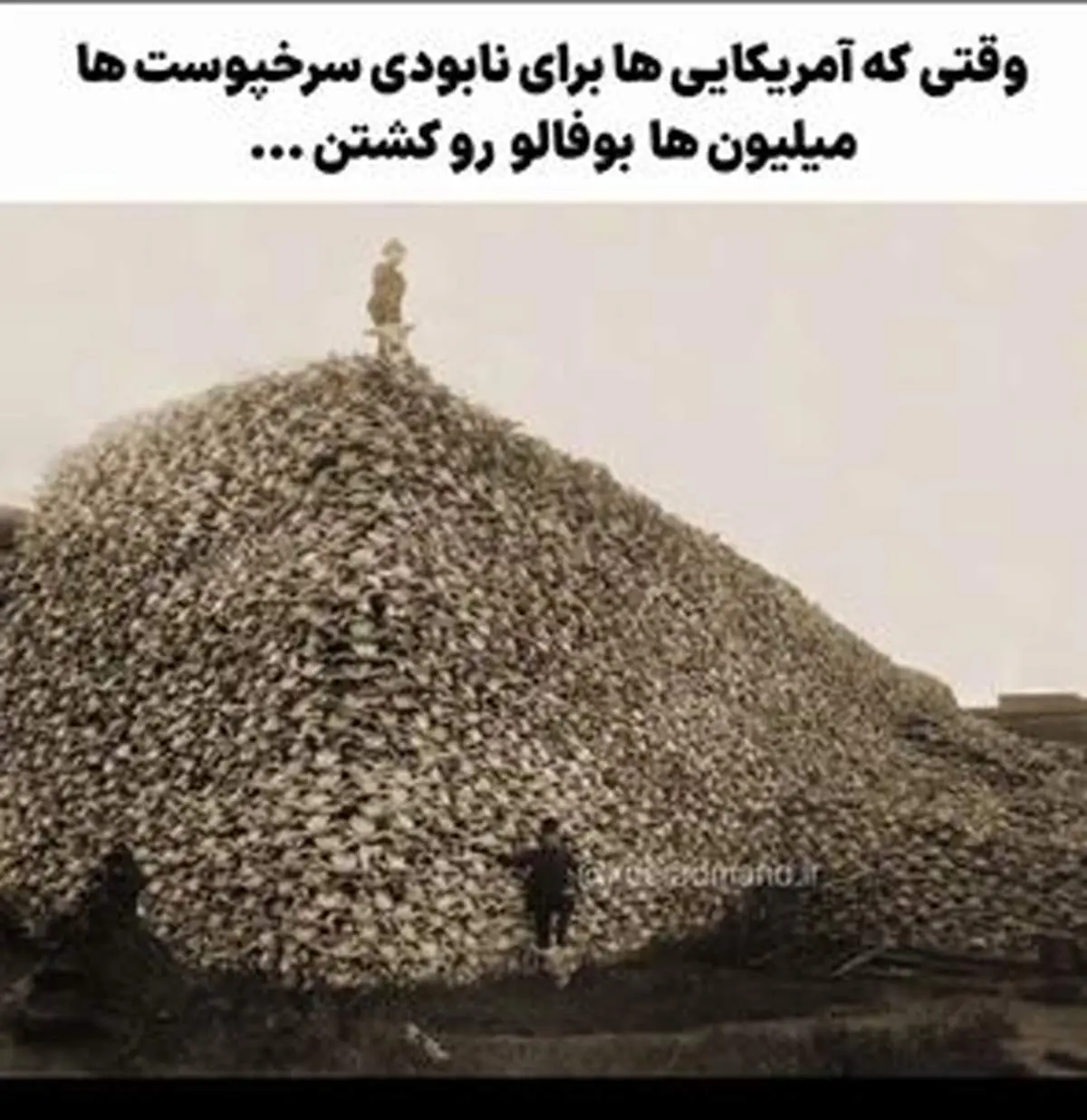 قتل‌عام بوفالوها؛ فاجعه‌ای که سرخپوستان را از پا انداخت + ویدیو