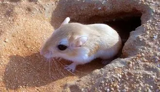 رفتار متفاوت موش صحرایی هنگام شنیدن صدای صاحبش توجه کاربران را جلب کرد + فیلم