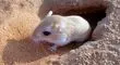 رفتار متفاوت موش صحرایی هنگام شنیدن صدای صاحبش توجه کاربران را جلب کرد + فیلم