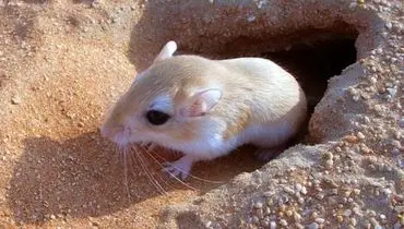 رفتار متفاوت موش صحرایی هنگام شنیدن صدای صاحبش توجه کاربران را جلب کرد + فیلم