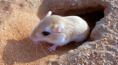 رفتار متفاوت موش صحرایی هنگام شنیدن صدای صاحبش توجه کاربران را جلب کرد + فیلم