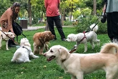 هشدار به دارندگان حیوانات خانگی در این منطقه تهران؛ شیوع یک بیماری خطرناک!