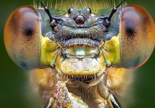 تصاویر ماکرو از حشرات؛ نگاهی دقیق به زیبایی‌های پنهان طبیعت+ فیلم