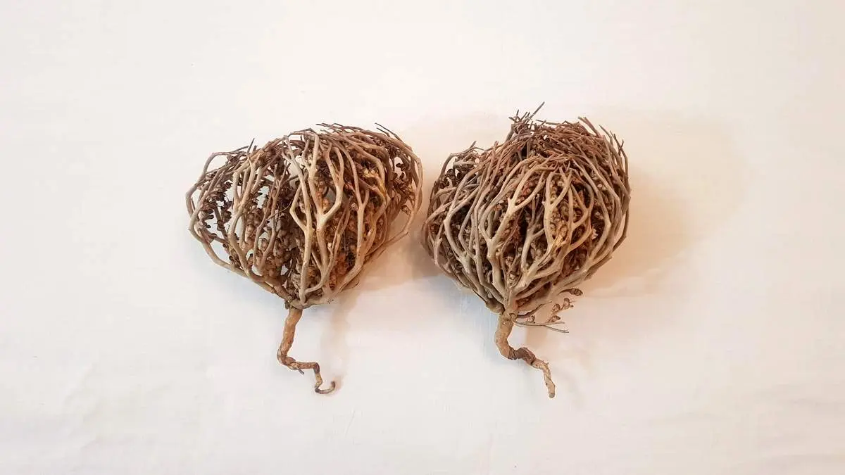 این گیاه پس از مرگ زنده می شود+ فیلم