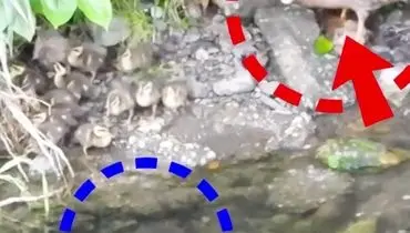 بقای خالص مامان اردک در برابر گربه ماهی بی رحم/ویدیو 