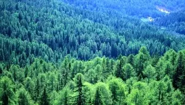 تایگا: جنگل شمالی و ویژگی های منحصربه فرد آن

