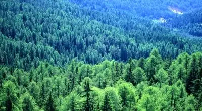 تایگا: جنگل شمالی و ویژگی های منحصربه فرد آن
