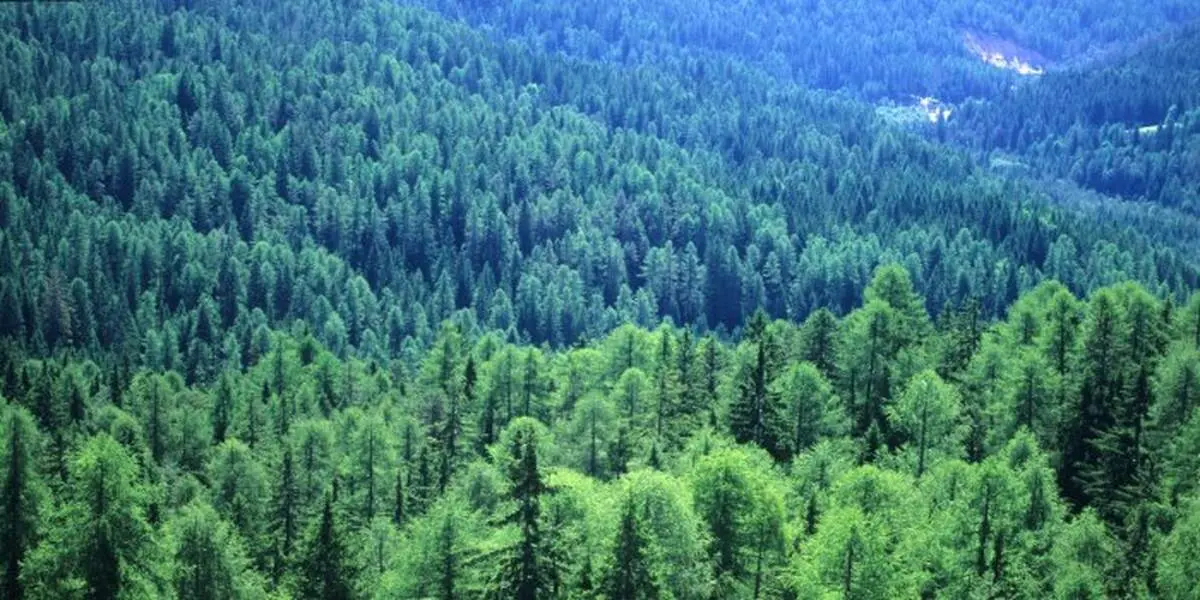 تایگا: جنگل شمالی و ویژگی های منحصربه فرد آن
