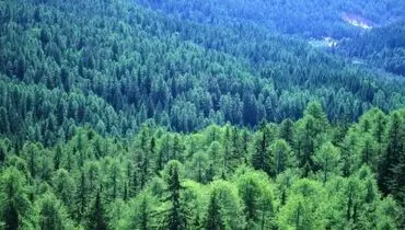 تایگا: جنگل شمالی و ویژگی های منحصربه فرد آن
