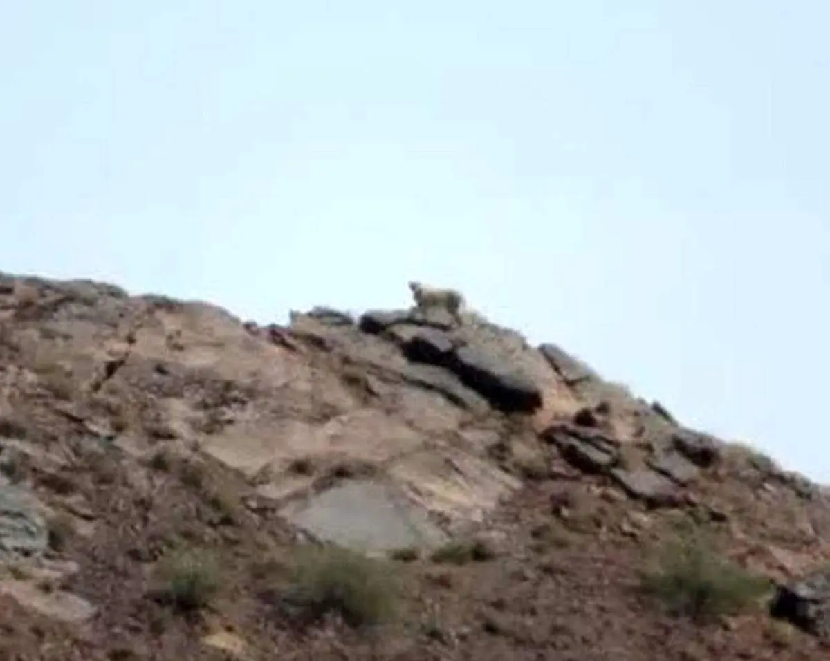 مشاهده یک قلاده یوزپلنگ آسیایی در طبس