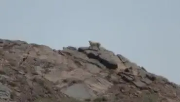 مشاهده یک قلاده یوزپلنگ آسیایی در طبس