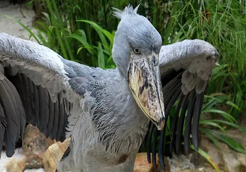 این پرنده مهاجم از آخرین بازماندگان دایناسور ها است + فیلم